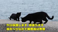 海岸で暮らす野良猫親子、“この寒さでは生きていけない”と子猫を緊急保護　母猫の行動に「切ない」と涙する声