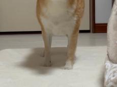 テレビを見ながら“ニヤニヤ”している飼い主、すると柴犬まで……？　シンクロした表情に「幸せの連鎖だ」