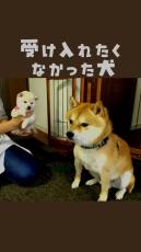 新入り子犬を“見えないフリ”していた柴犬だが……　2匹のまさかのその後が660万再生「こんなに驚くのは初めて」「予想外！」