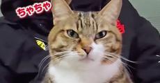 いつもは次男に厳しい猫、正月に気がゆるんだかと思いきや……　まさかの展開に「何回みても爆笑」「期待を裏切らない」