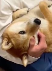 酔っ払いからギターにされた柴犬は……　まさかのリアクションが1万いいね「満更でもなさそう？」「なんてもふもふな」