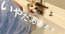 初めてのお風呂で「イヤー!!!」と大絶叫していた保護子猫→3年後……　思わず涙の劇的成長に「可゛愛゛い゛ぃ」「信じられない」