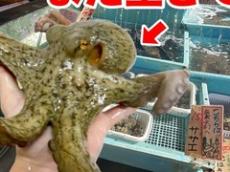 鮮魚店で売れ残っていたタコを連れ帰り、水槽に入れたら……　ヤバすぎる光景に「こんなに可愛いなんて！」「笑ってしまった」