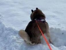 慢性腎不全と診断された10歳柴犬に、雪を見せると……　感情大爆発の姿に「感動…」「見てるこっちも嬉しくなってしまう」