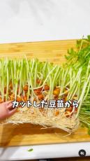 食べ終わった“豆苗”を植え、4カ月育てたら……　予想外の展開に「わぁすごい」「まるで出世魚のよう」と300万再生