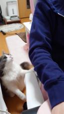 飼い主を見つめる猫ちゃん→次の瞬間……　“驚きの行動”に「マナー知ってるわ」「これは断れない」