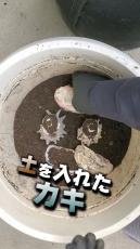 サザエやカキの貝殻を“最強の土”に埋めて、10カ月後……　驚きの検証結果に「びっくりです」「すごいですね！」