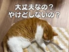 ホットカーペットでくつろぐ猫を見ていたら……　爆笑と共感の“猫あるある”に「吹いちゃった」「うちの子もおんなじだ」