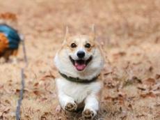 UNOに夢中になっていたら、愛犬がいなくなった！　隣の部屋をのぞくと……まさかの光景に「くそかわいいいい」「おいでー！」