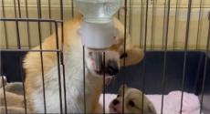 「心臓止まりました…」　母犬に給水器の使い方を教わる子犬のコーギーが話題「ダメージがすごい」