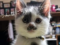 生後1カ月、よたよたして心配だった子猫が1年半後……　えっ!?と驚く現在の姿に「この存在感」「結局ずーっと可愛い」