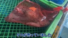 鮮魚店で売れ残ったタコを水槽に入れたら……　予想もしなかった波乱万丈な生きざまに「タコに泣かされる日が来るなんて」「まじでツラい」