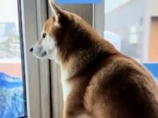 地震で被災したお姉ちゃんが避難→待ち続ける柴犬……　感動の再会に「涙が出ちゃいます」「ふたりの絆が更に深くなった」