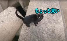 海釣り中、黒猫に「ちょっと来い」と呼び出された釣り人 → 付いて行くと……　運命のような保護から2年、飼い主に話を聞いた