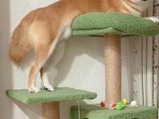 キャットタワーに登頂してしまった柴犬 → 助けを求める“まさかの表情”が720万表示　「とても愛おしい」