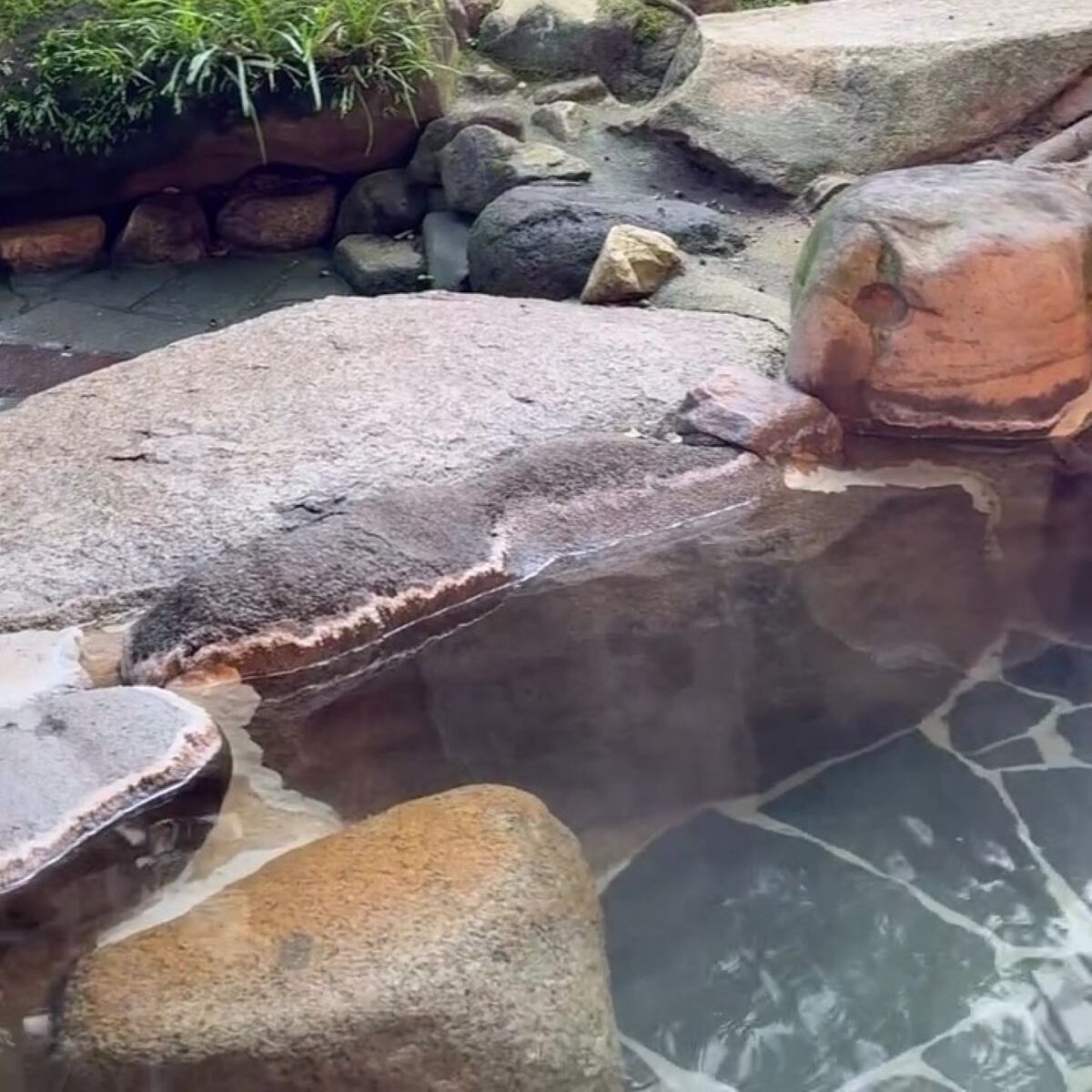 まさかの光景に｢あらトトロ？｣