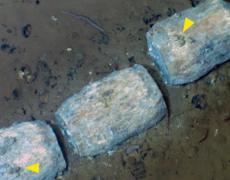 深海7000メートルに、1200キロにわたる“クジラの墓場”―― 530万年前の