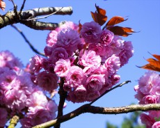 春といえばやっぱりお花！今年の春にぴったりなトレンドフラワーネイル3選