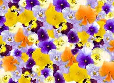 今年の春の注目デザイン!こんなにかわいいおおぶり花柄ネイル特集