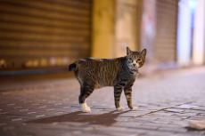 猫＝レクサスの隠語？　深夜バイト騒動が一転“愛猫自慢大会”に