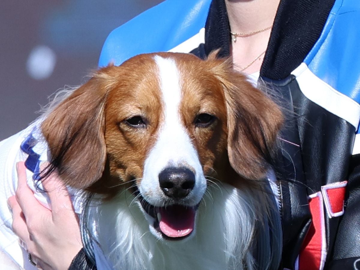 “デコピンを探せ！”大谷翔平の愛犬がMLB公式Xのクイズに登場　SNS「すごいメンバーに交じっている」「もはや公式マスコット犬」