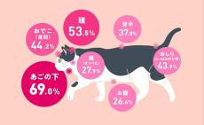 人間に甘えませんよ？→ナデナデ要求　猫の「ツンデレ」6割超える　アイペット損保調査