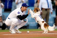 大谷翔平　デコピンと勝利の余韻満喫　MLB公式でも愛犬を特集　SNS感激「見てると癒される」