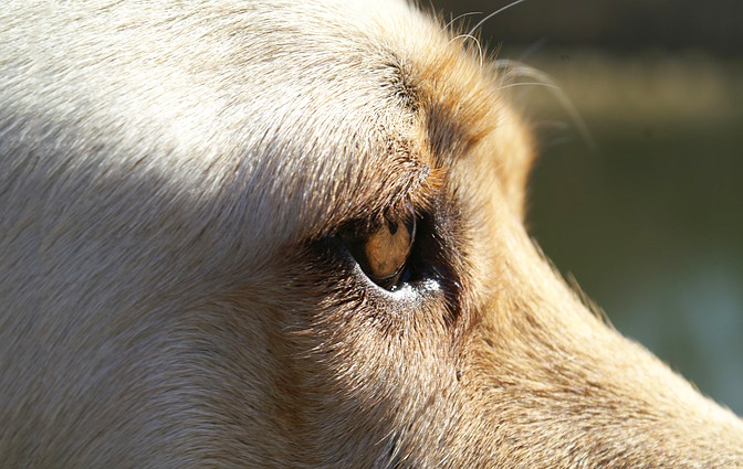 柔道場で見かける盲導犬が示唆するもの