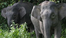 マレーシア相次ぐ野生象の死