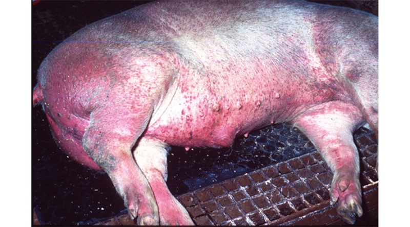 アフリカ豚コレラ北朝鮮で猛威