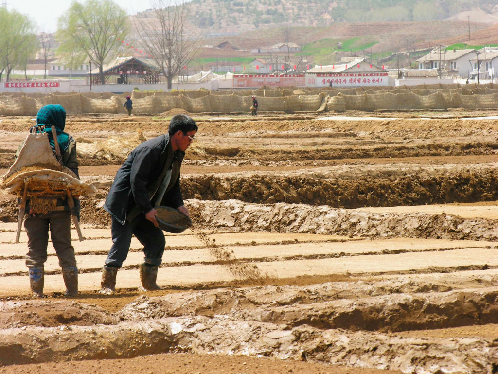 北朝鮮、今年の穀物生産量激減