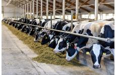 牛乳の市場開放にはメリットもある　今こそ「NO政」と決別を　その５