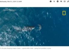 【海外発！Breaking News】「まるで魚雷！」60歳のシャチがホホジロザメに体当たりする瞬間に驚愕（南ア）＜動画あり＞
