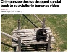 【海外発！Breaking News】動物園のチンパンジー、囲いの中に落ちたサンダルを持ち主に投げ返す（中国）＜動画あり＞