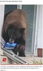 【海外発！Breaking News】民家に侵入しクッキーを袋ごと盗む　クマの大胆な行動に住民困惑（米）＜動画あり＞