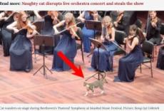 【海外発！Breaking News】オーケストラの演奏中、ステージに現れた猫　会場全員の心を鷲掴み（トルコ）＜動画あり＞