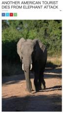 【海外発！Breaking News】サファリツアーに参加した米国人観光客、ゾウに襲われ死亡　ザンビアで今年2度目の襲撃