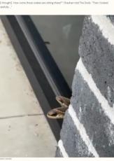 【海外発！Breaking News】外壁から顔を出す2匹のヘビを発見した男性、その正体を知って驚愕（米）＜動画あり＞
