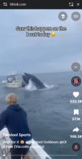 【海外発！Breaking News】魚の群れを追うザトウクジラ、口を開けたまま船尾に激突　船転覆で2人が海へ（米）＜動画あり＞