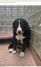 【海外発！Breaking News】動物シェルターに8年ぶりに戻された犬、新しい家族が見つかり“幸せそのもの”の表情に（米）＜動画あり＞