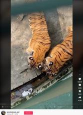 【海外発！Breaking News】動物園でトラの囲いに迷い込んだ絶体絶命の子猫、飼育員により無傷で救出される（マレーシア）＜動画あり＞