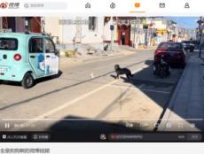 【海外発！Breaking News】道路の真ん中に座り込む子猫を、安全な場所に優しく運ぶ犬（中国）＜動画あり＞