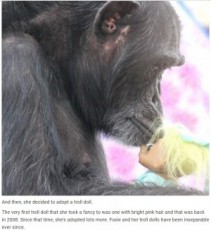 【海外発！Breaking News】動物実験で子どもを奪われたチンパンジー　トロール人形を肌身離さず（米）