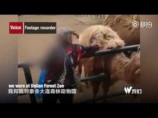 【海外発！Breaking News】動物園で女がラクダの毛をはぎバッグに詰め込む（中国）＜動画あり＞