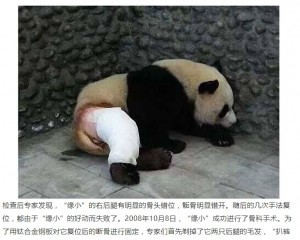 海外発 Breaking News 後ろ足骨折が完治した中国のパンダ 写真に パンツを脱いだ子みたい の声も 動画あり 記事詳細 Infoseekニュース