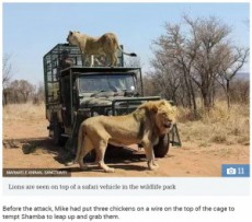 【海外発！Breaking News】野生動物保護区のオーナー、手塩にかけて育てたライオンに襲われる（南ア）＜動画あり＞