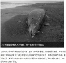 【海外発！Breaking News】打ち上げられたクジラの胃にビニール袋　お腹には赤ちゃんも（台湾）