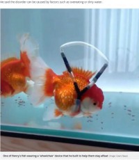 【海外発！Breaking News】逆さまに泳ぐ金魚が“車椅子”で寿命延びる（韓国）＜動画あり＞