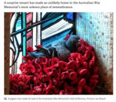 【海外発！Breaking News】戦没者追悼のために捧げられたポピーの花が盗まれるも“犯人”は巣作り中の鳩（豪）