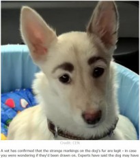 海外発 Breaking News 立派な 眉毛 を持つ迷い犬 すぐに新しい家族が見つかる 露 動画あり 記事詳細 Infoseekニュース
